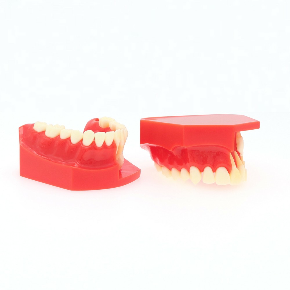 Dental Teeth Permanent Tooth Alternate Demonstration Study Teach Model M7013