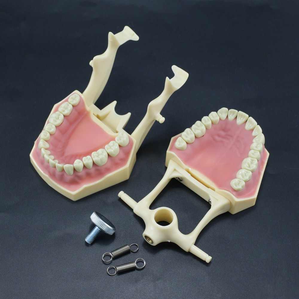 Dental Restorative Typodont Standard Model Removable 32PC Teeth Numbered Frasaco