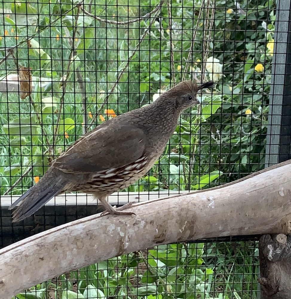 15+ Gambels Quail Hatching Eggs
