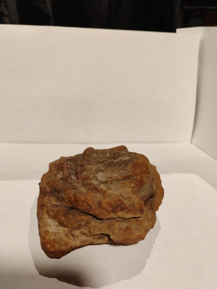 Prehistoric Fossil Specimen 100% Authentic