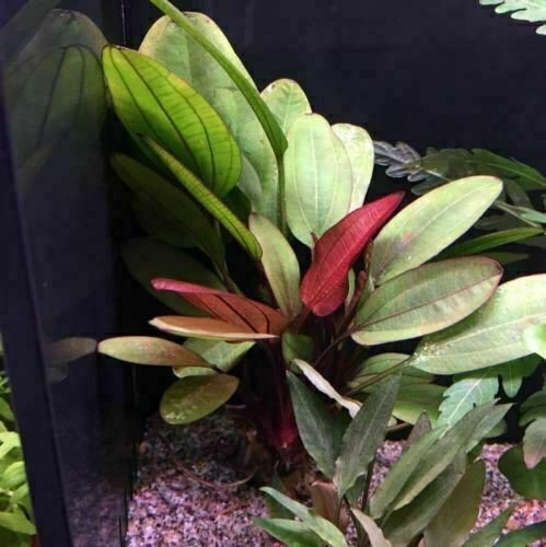 Amazon Sword Echinodorus (Red Pearl) Small