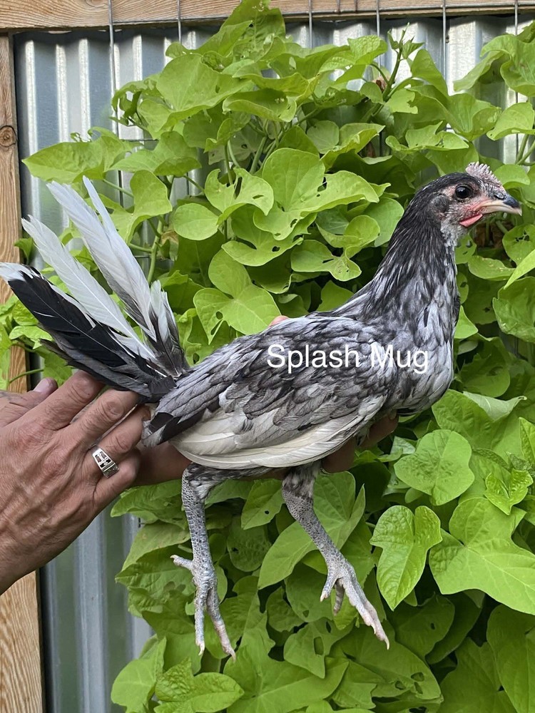 1 Hatching EGGs EGGs