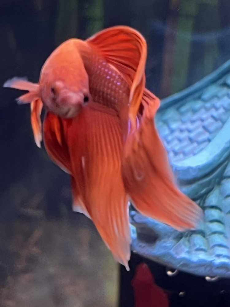 POND MASTER TEST KIT Pond Water Test Kit 500-Test