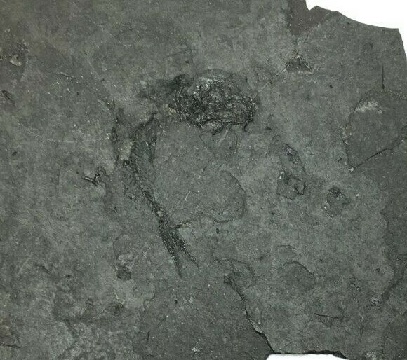 FOSSIL FISH CLUPEA
