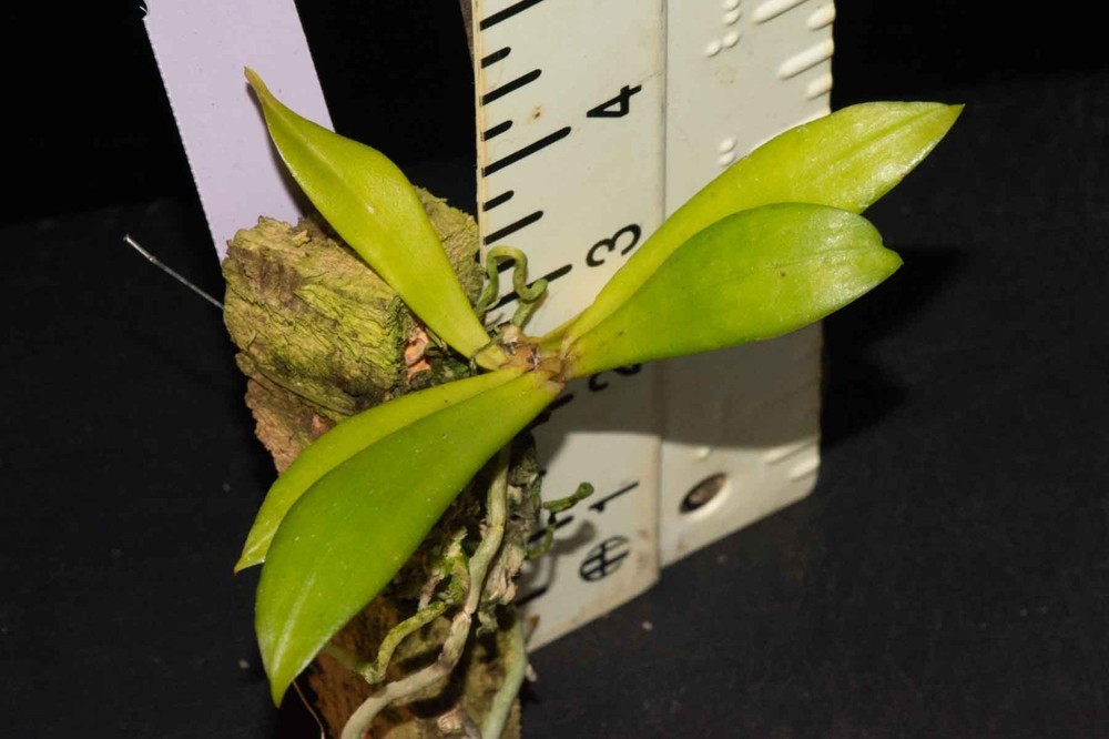 Aerangis (arachnopus x modesta)