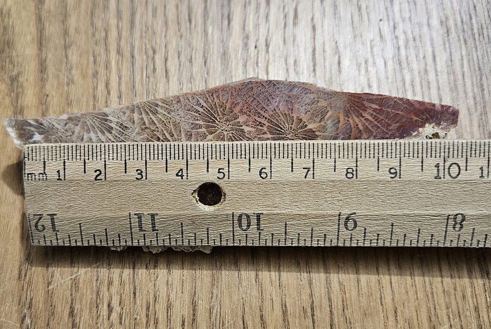 Fossized Coral Lapidary Slab 78 Grams