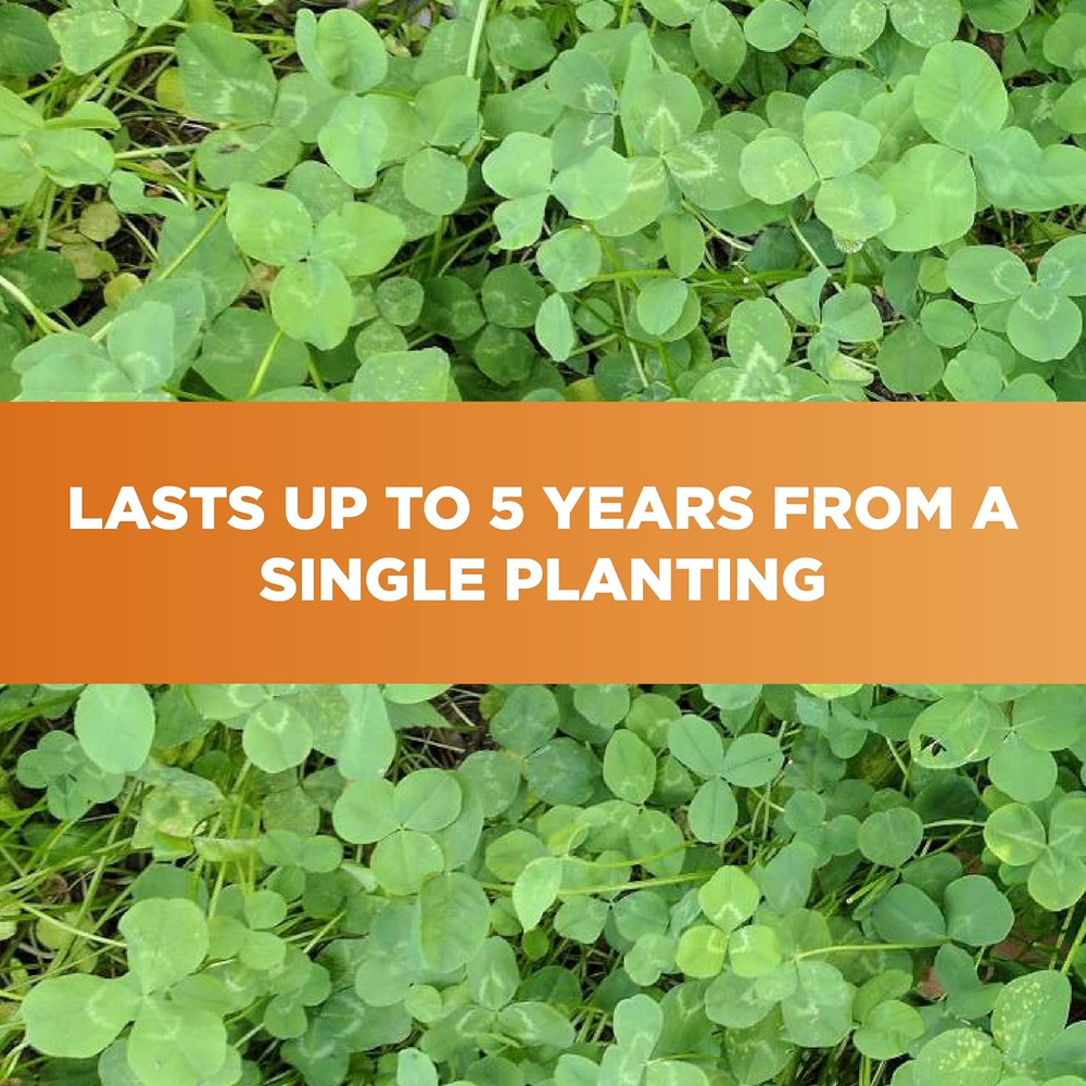 Imperial Clover Food Plot Seed (Spring and Fall Planting), 4-Pound (1/2 Acre)
