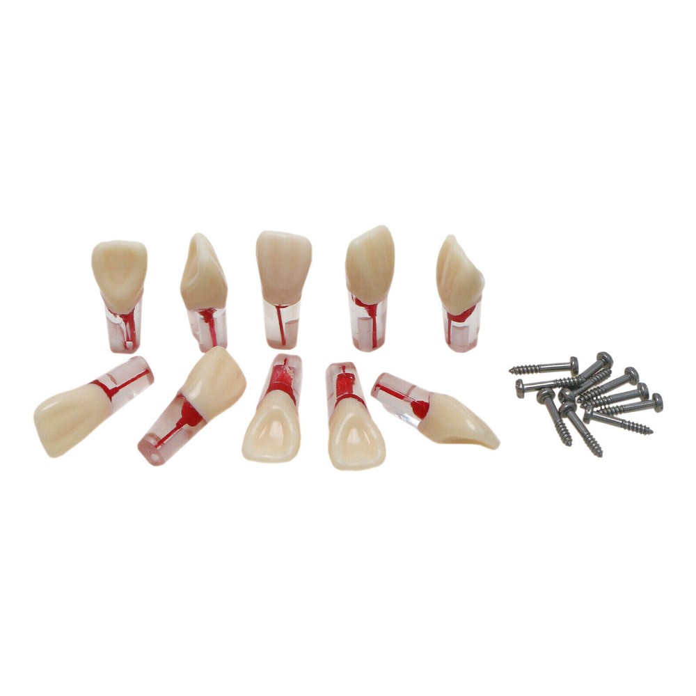 10 Pcs Dental Autoclavable Endo Root Canal Teeth Model Study Practice Typodont