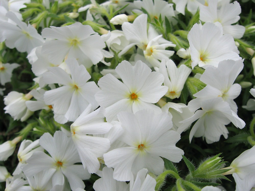 PHLOX SUBULATA 'WHITE' - CREEPING PHLOX - STARTER PLANT