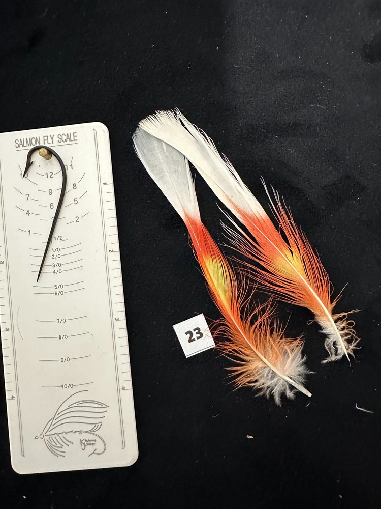 Parrot feathers for Salmon flies