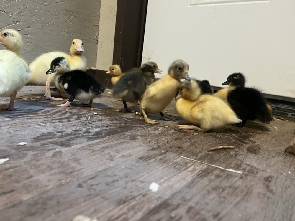 12 Call Duck Hatching Eggs.