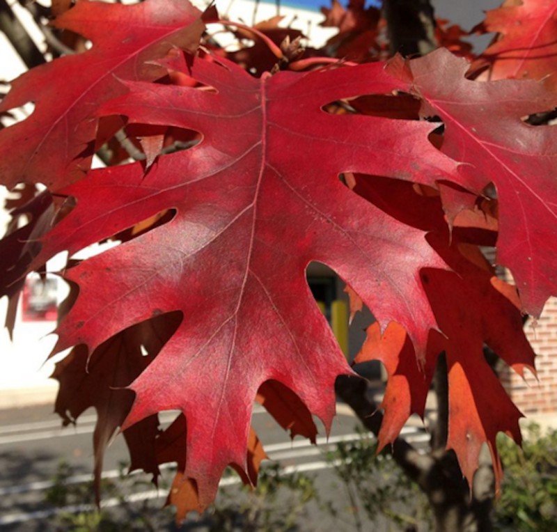 1 Northern Red Oak Tree 12-24" Quercus rubra Bare Root