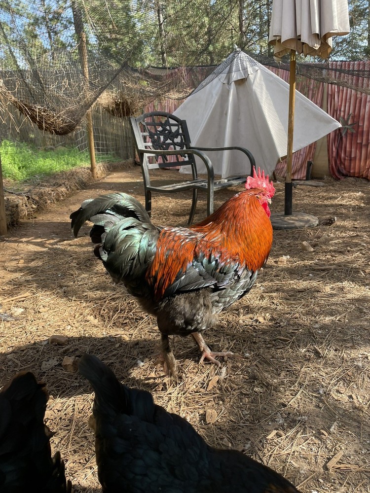 1 Dozen Black Copper Marans Hatching Eggs!