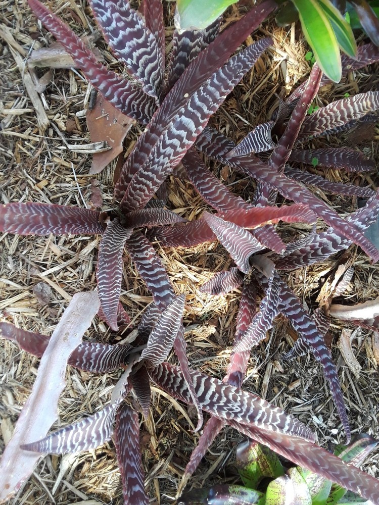 Cryptanthus PHEASANT TAIL Bromeliad one tropical plant *MEDIUM*