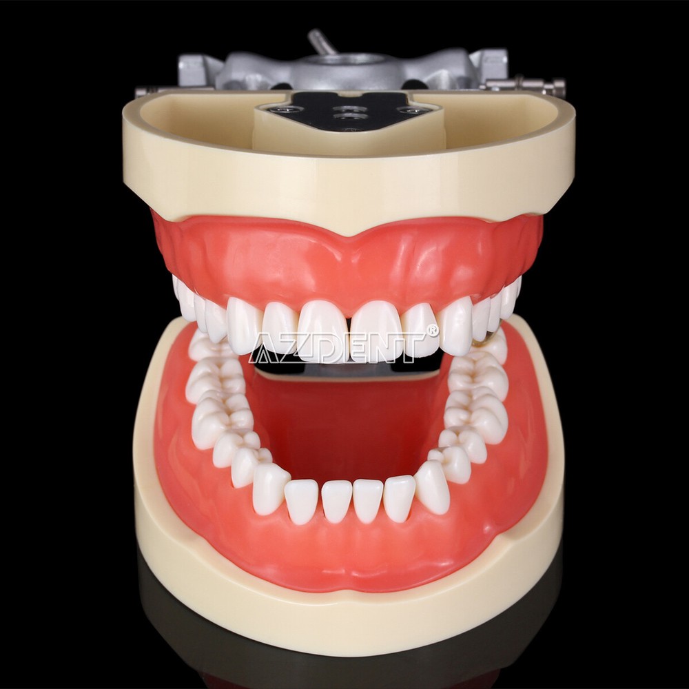 Tooth Modelo de tipodonto dental con dientes extraíbles