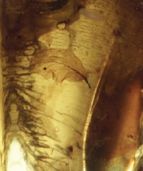 LEAF & FRUIT FLIES in Mexican Amber specimen 5g
