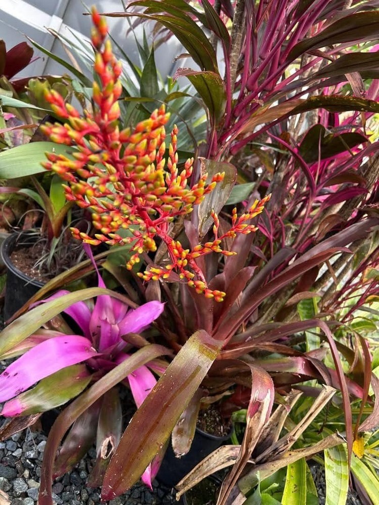 Bromeliad Sale! Aechmea 'Valencia' (J. Nally)