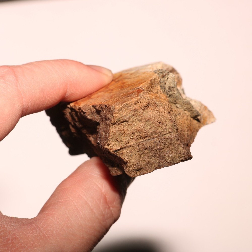 Triceratops Frill Section - CRETACEOUS Hell Creek Formation - Nice Thick CHunk