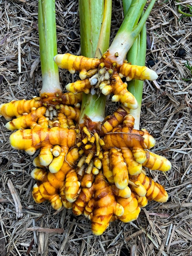 1 Yellow Turmeric Ginger Starter Plug - Curcuma longa