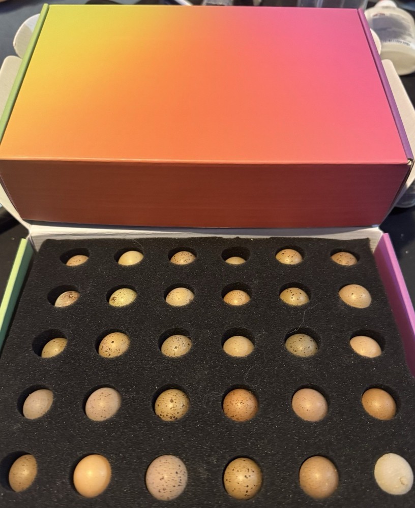 60 Button Quail Hatching Eggs Multiple Colors. Ships out after next week 12/12