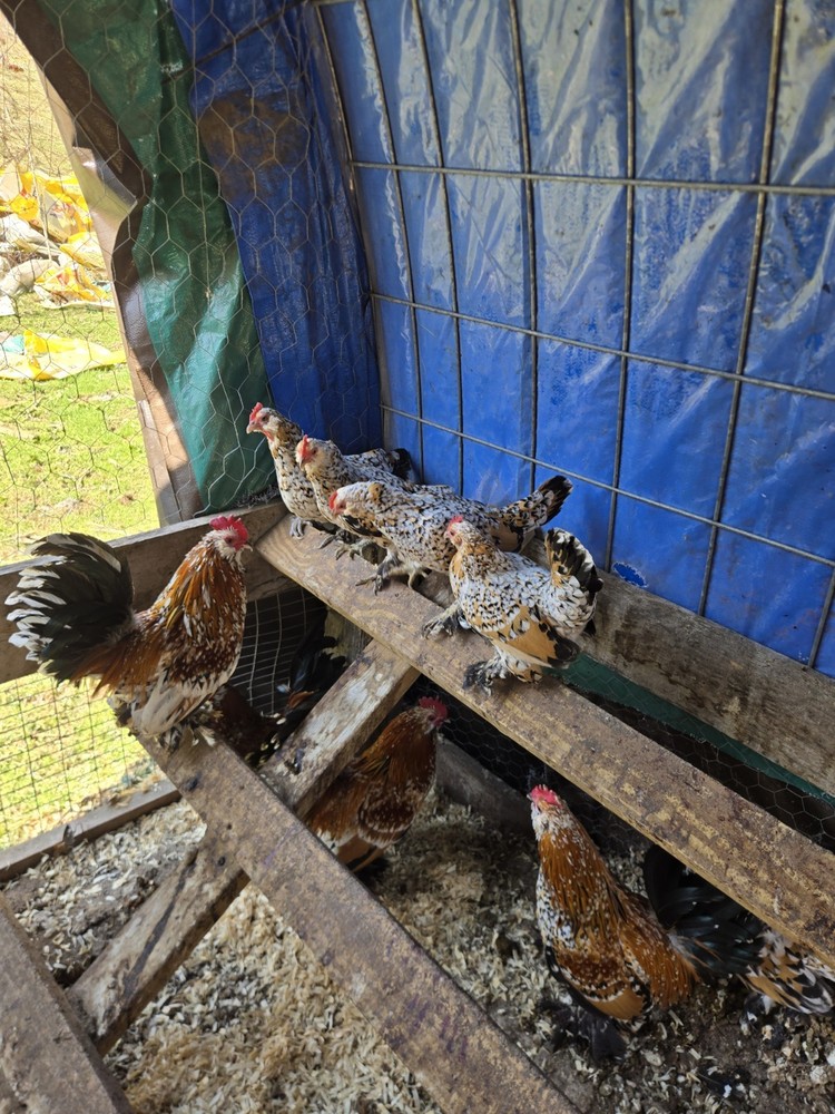 Millie Fleur D'Uccle Hatching 6 Eggs Plus 2 Extra