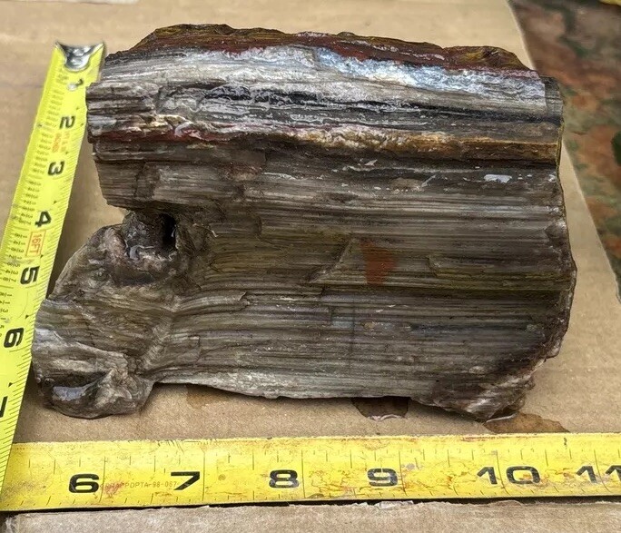 Silver Creek Junction Petrified Wood