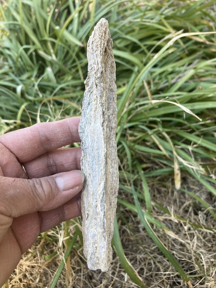 Petrified Wood (NM), Fluorescent Under UV Light
