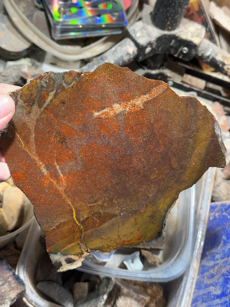 Dinosaur bone rough **hxtled  large slab.