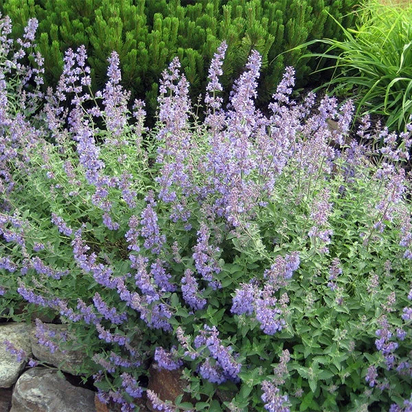 2 Catmint Low Walker Bare Roots For Immediately Plant Freshly Dug
