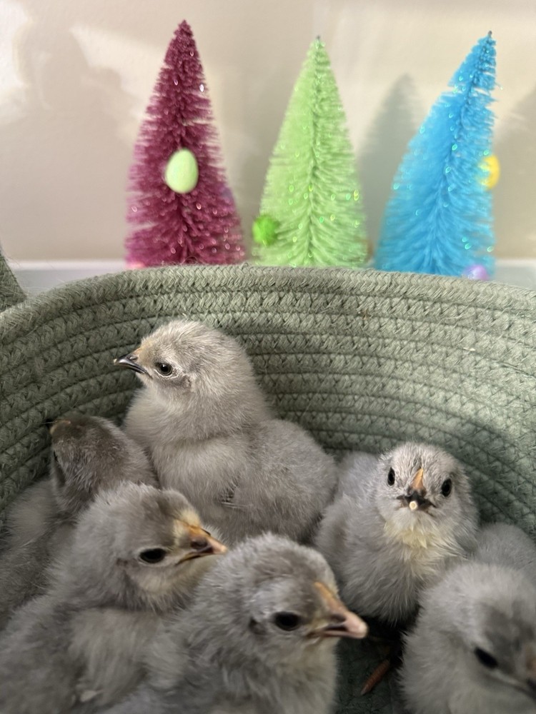 6 Wyandotte / 6 Lavender Orpington Eggs