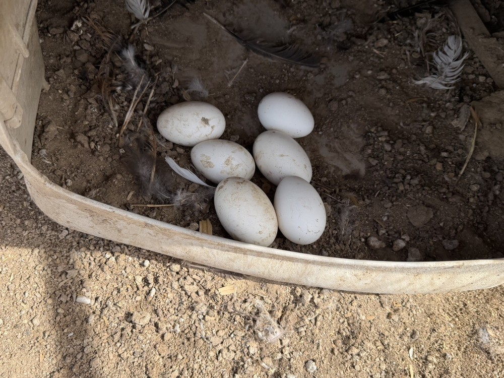African Dewlap geese Hatching Eggs