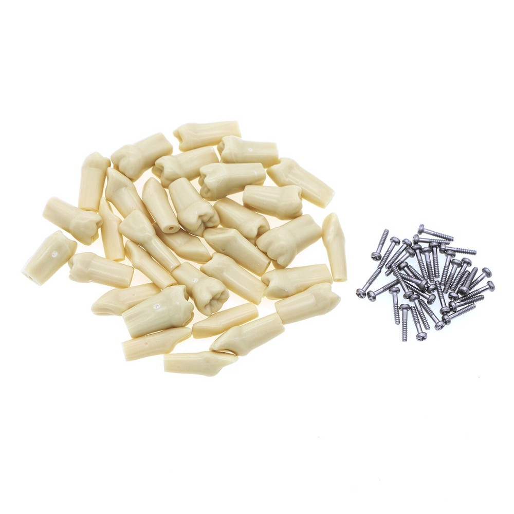 Dental Replacement Frasaco AG3 Type 32PCS Teeth Kit Model Screw-in Typodont