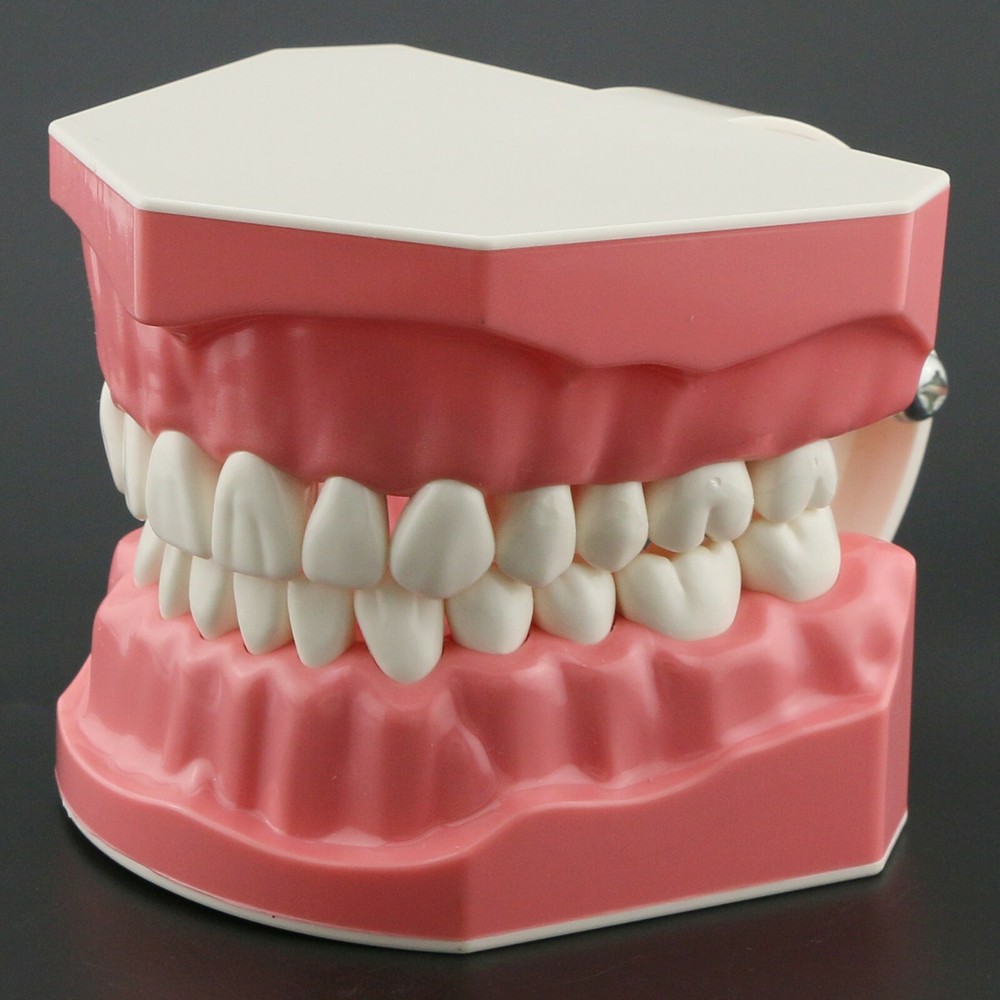 USA Dental Brushing Flossing Practice Teeth Typodonts Model Teaching Studying