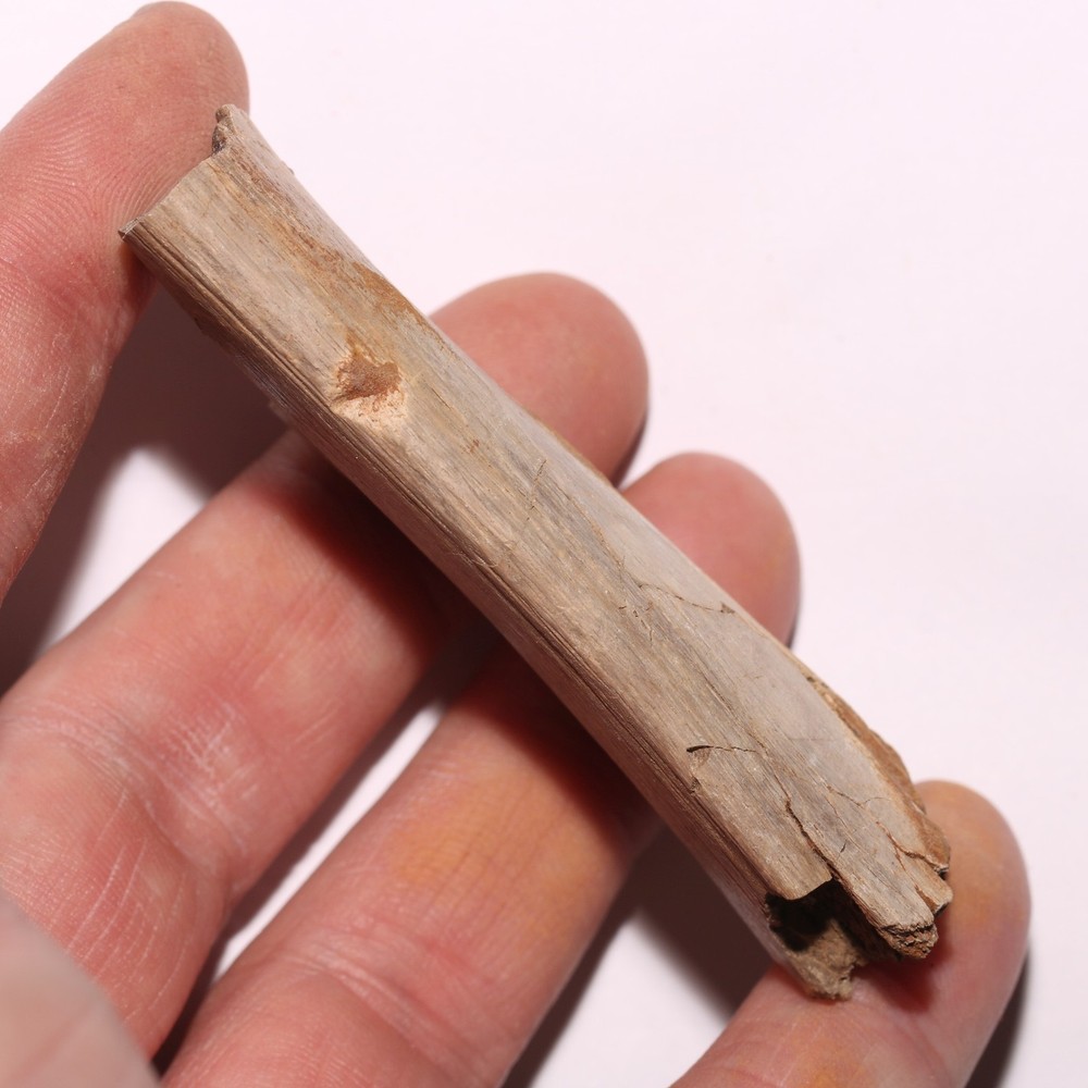 Dinosaur Rib Bone Section - Authentic Fossil - Hell Creek Formation Cretaceous