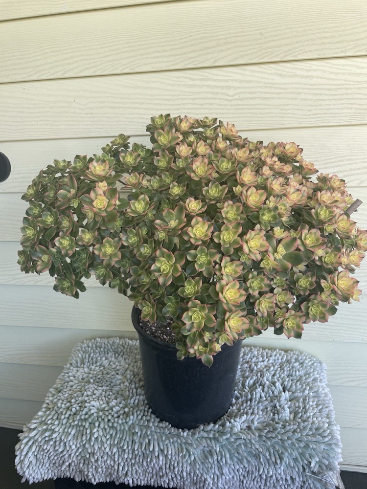 Bonsai Tree Aeonium Kiwi Tree Ship With Bare Rooted