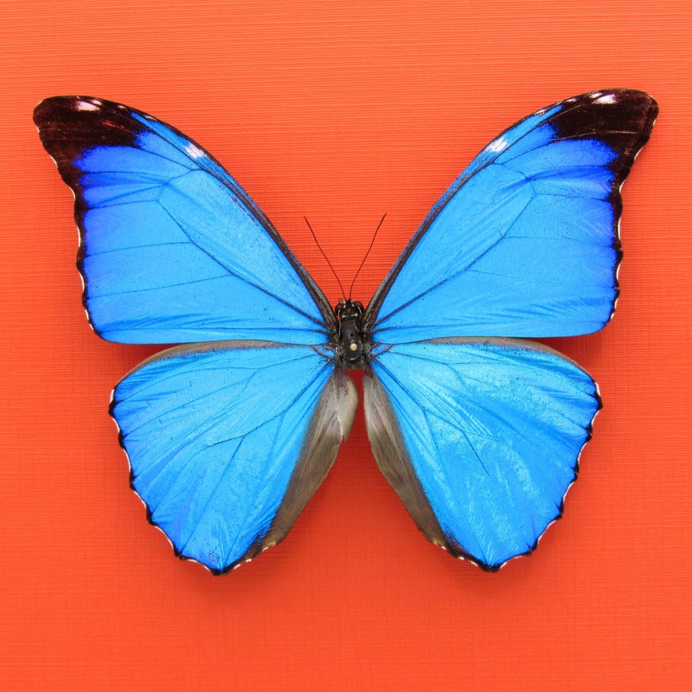 Real mounted butterfly - Morpho absoloni - RARE - A1