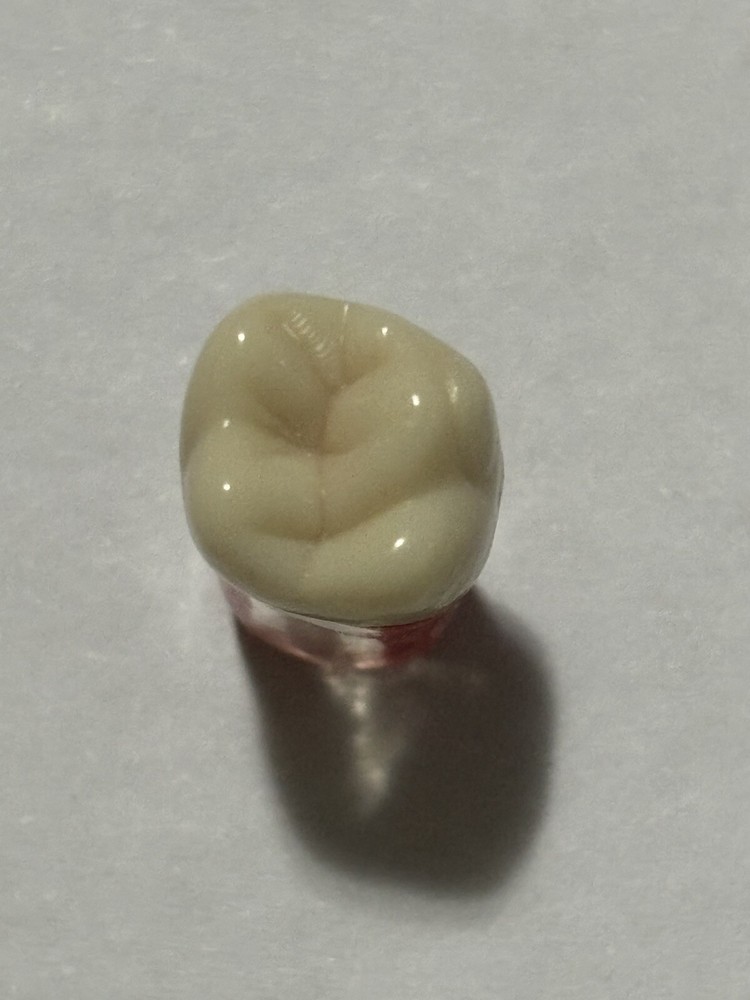 Endo Tooth #26 For ADC MODEL (3 Pack)