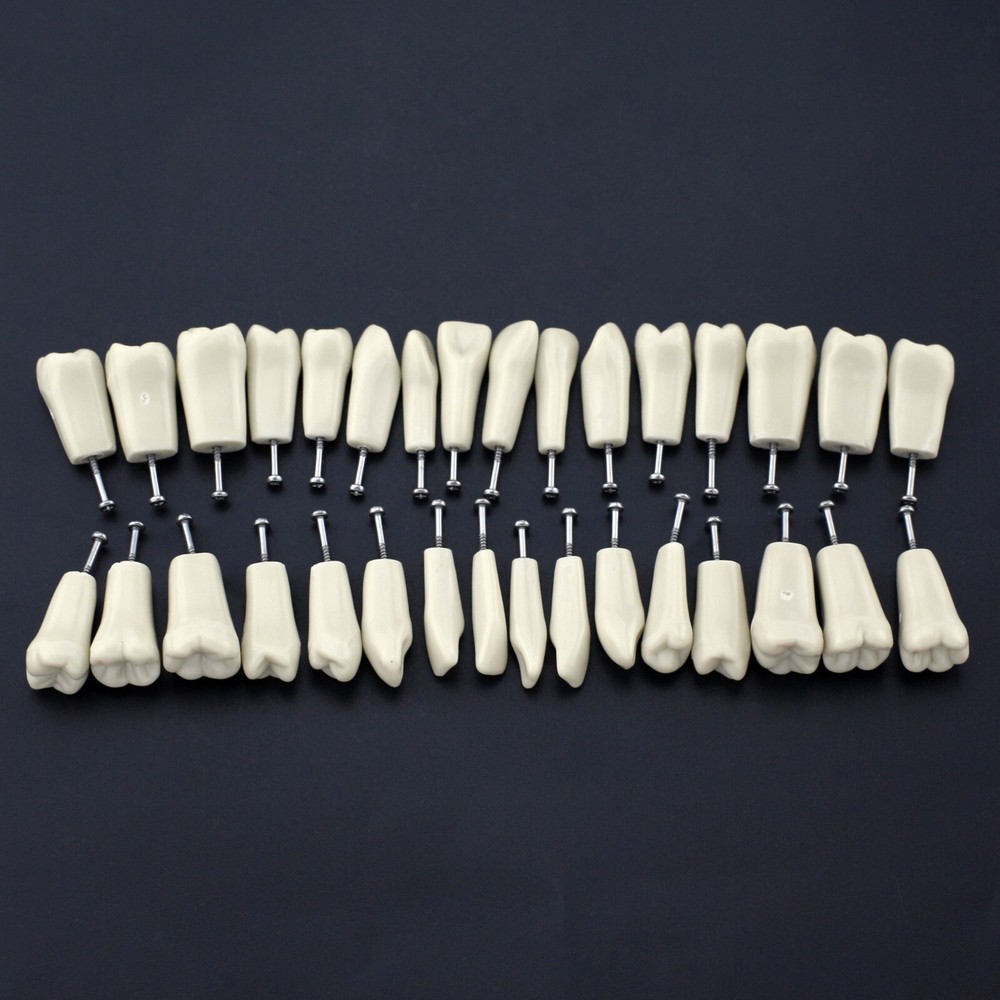 for Columbia 860 Dental Typodont Teeth 32pc Screw Replacement Dentoform Model