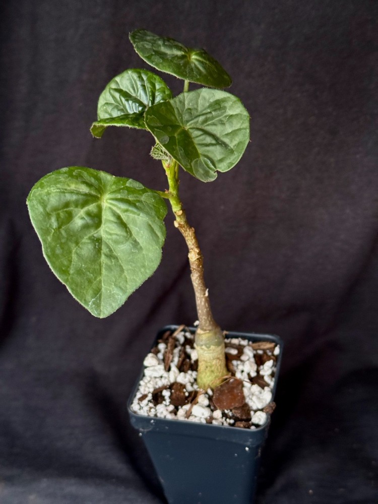 Adenia volkensii, caudiciform