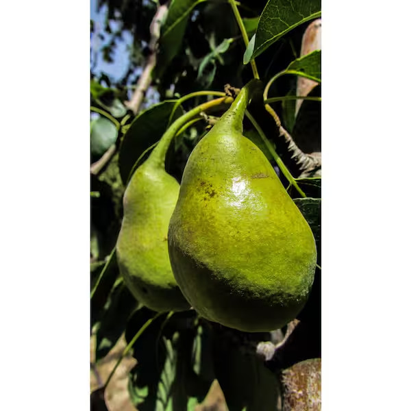 4-In-1 Pear Jubilee Tree Bare Root