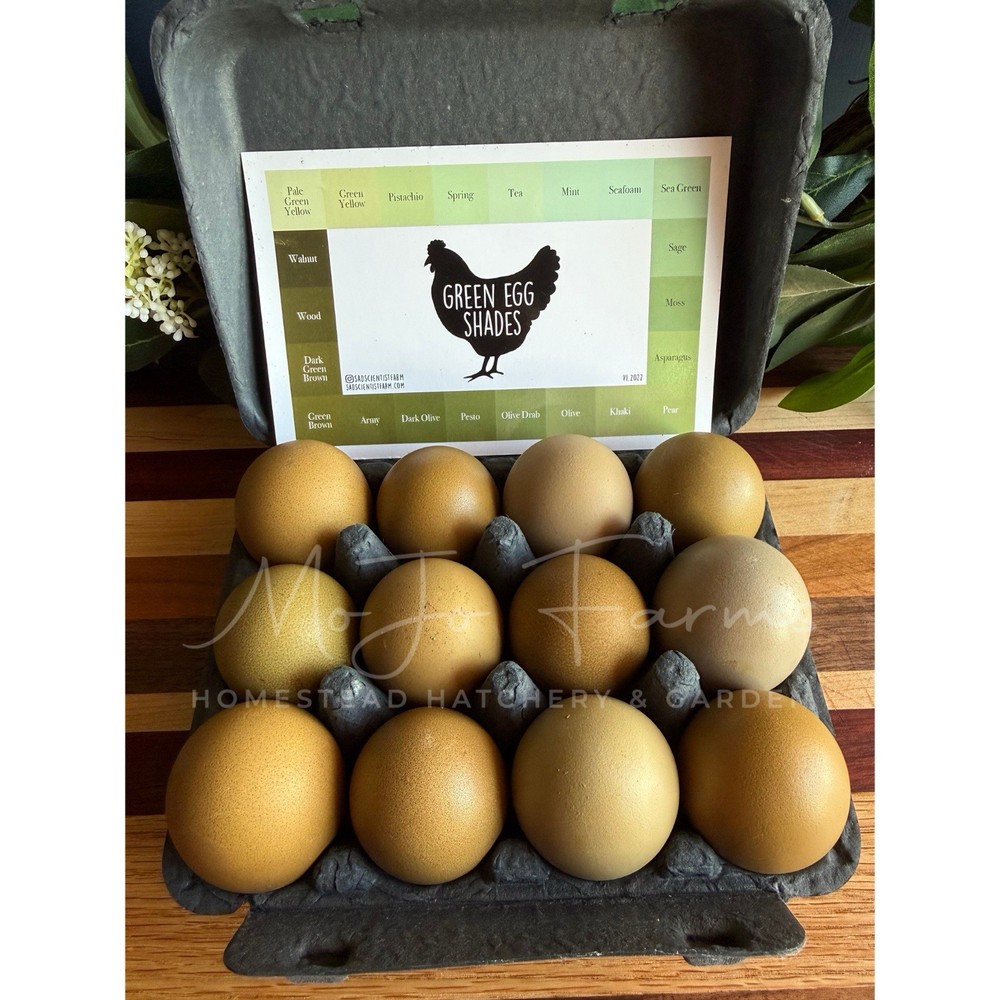 12+ BC1 BC2 Olive Egger Hatching Eggs NPIP Certified