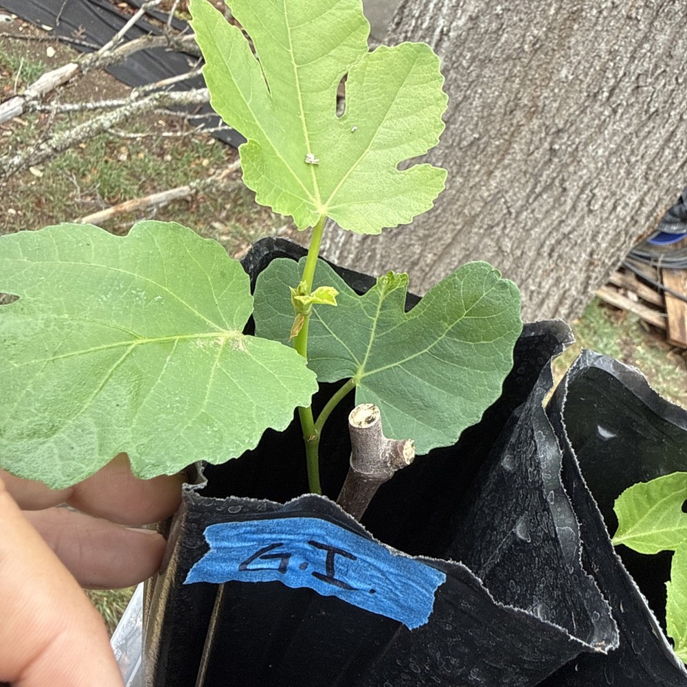 Green Ischia Fig Tree young 🌲