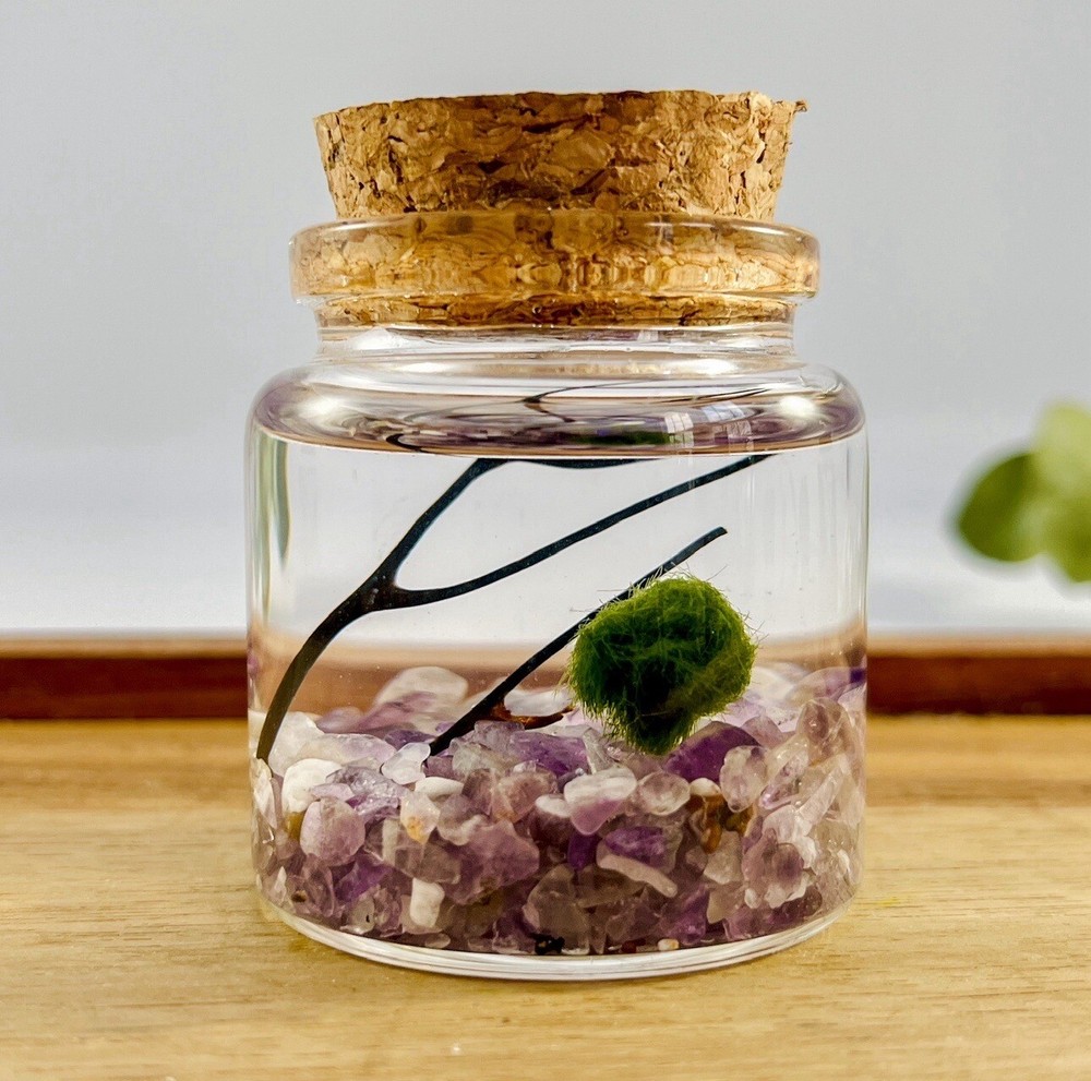 Marimo Moss Ball Terrarium Kit