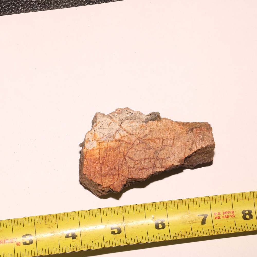Triceratops Frill Section - CRETACEOUS Hell Creek Formation - Nice Thick CHunk