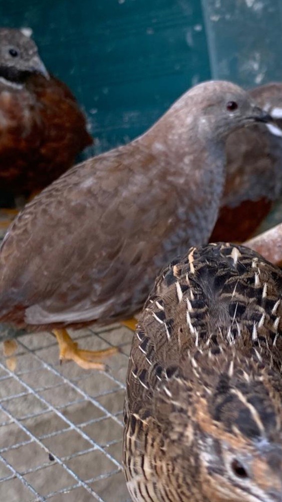 15 Button Quail Hatching Eggs