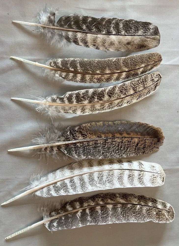 12 juvenile turkey secondary wing feathers