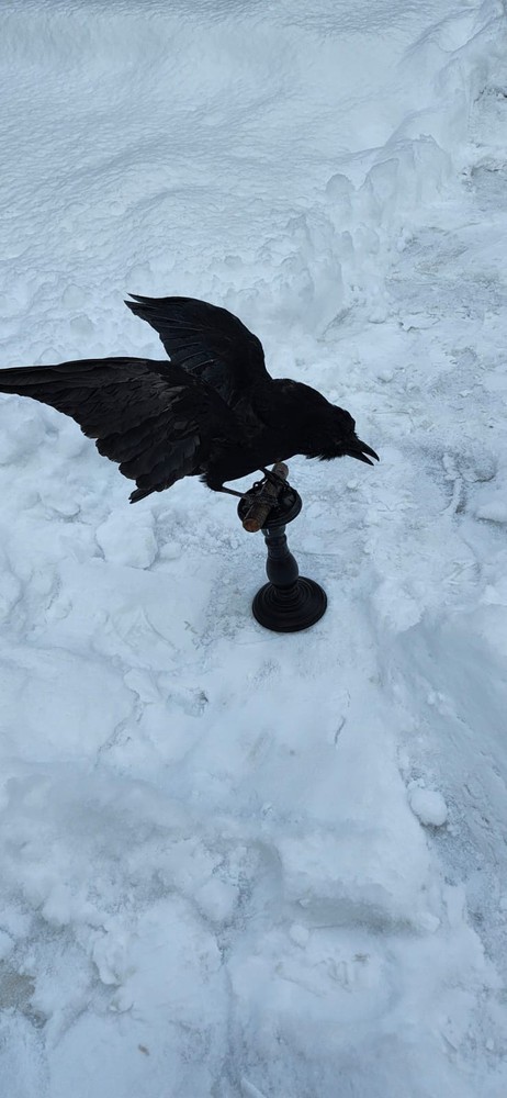 Carrion Crow Taxidermy