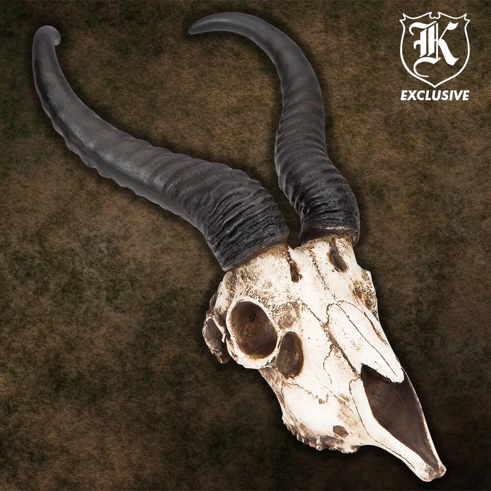 African Springbok Antelope Skull Replica | Cold Cast Polyresin
