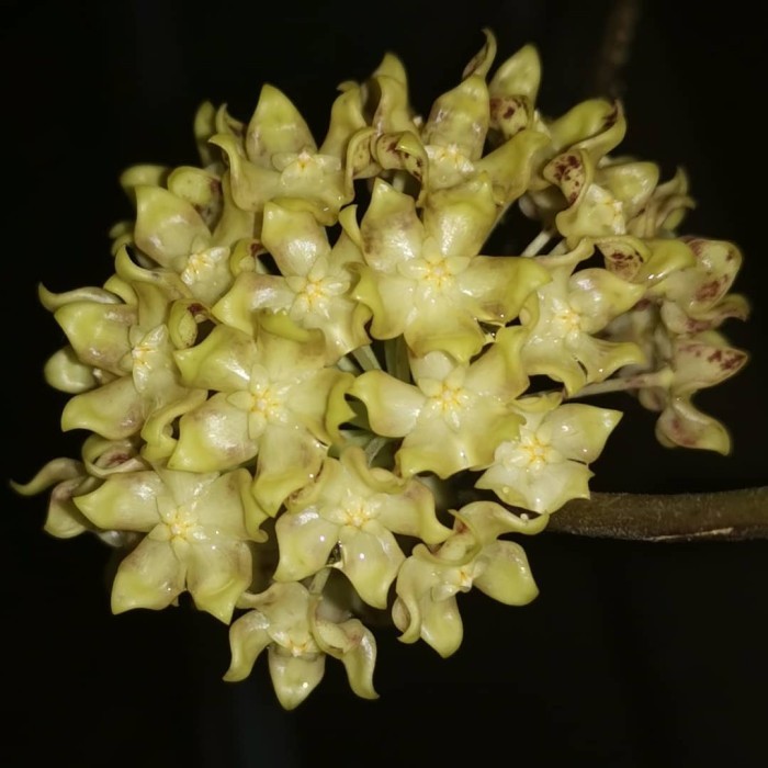 Hoya AFF Lambii Sp Borneo