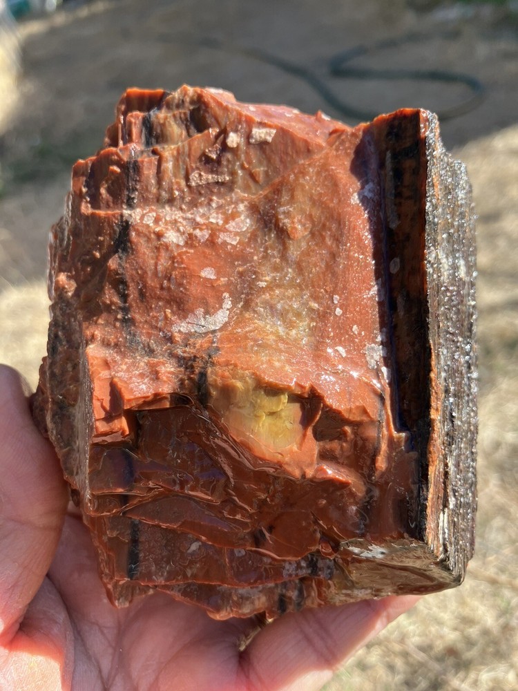 Arizona Petrified Wood